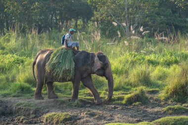 Chitwan, Nepal - 13 Ekim 2021 Chitwan Ulusal Parkı 'nda file binen bir adam.