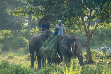 Chitwan, Nepal - 13 Ekim 2021 Chitwan Ulusal Parkı 'nda file binen bir adam.
