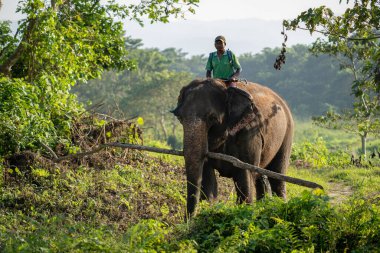 Chitwan, Nepal - 13 Ekim 2021 Chitwan Ulusal Parkı 'nda file binen bir adam.