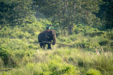Chitwan, Nepal - 13 Ekim 2021 Chitwan Ulusal Parkı 'nda file binen bir adam.