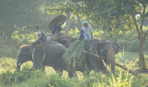 Chitwan Nepal Oktober 2021 Ein Mann Reitet Auf Einem Elefanten — Stockfoto