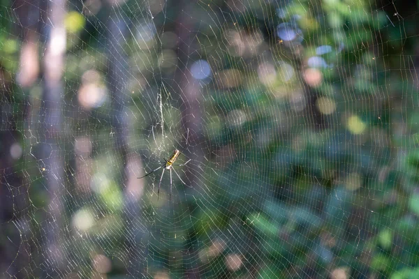 Uma Aranha Gigante Tecelão Orbe Sentada Sua Teia Gigante — Fotografia de Stock