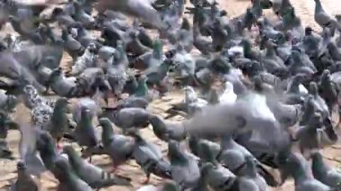 Boudhanath Stupa 'da onlara verilen tahılla beslenen bir güvercin sürüsü..