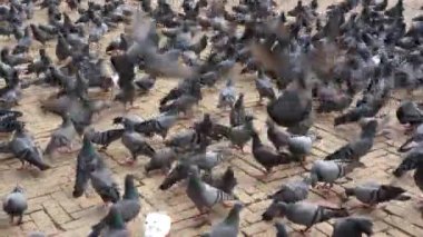 Boudhanath Stupa 'da onlara verilen tahılla beslenen bir güvercin sürüsü..