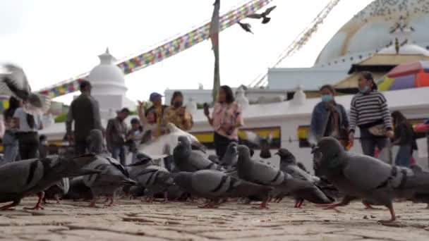 2021 파에서 비둘기에게 모이를 사람들에 — 비디오