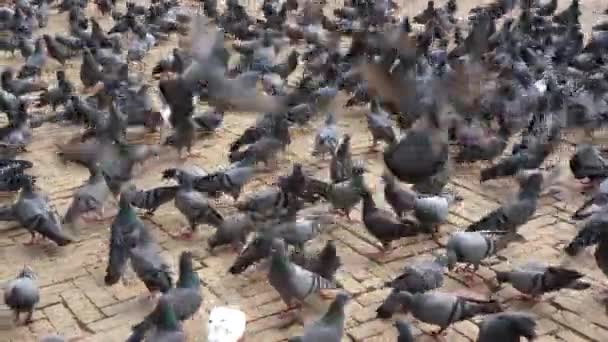 Eine Schar Tauben Ernährt Sich Von Dem Getreide Das Ihnen — Stockvideo