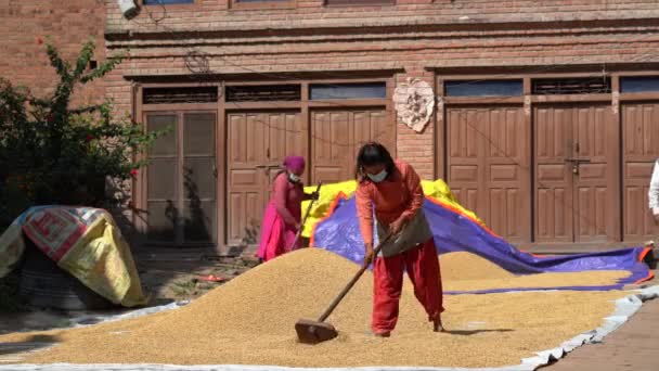 Bhaktapur Nepal Oktober 2021 Een Newari Vrouw Die Rijst Droogt — Stockvideo
