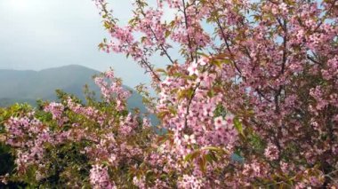 Pembe kiraz çiçeklerinin güzelliği rüzgarda esen bir ağaçta..