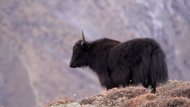 Een Jak Een Heuvel Met Het Himalaya Gebergte Achtergrond Mustang — Stockvideo