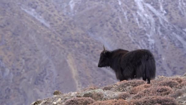 Een Jak Een Heuvel Met Het Himalaya Gebergte Achtergrond Mustang — Stockvideo