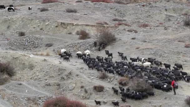 牧羊人在尼泊尔野马地区的沙漠地带放羊 — 图库视频影像
