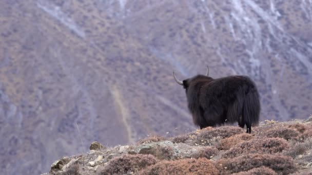 Een Jak Een Heuvel Met Het Himalaya Gebergte Achtergrond Mustang — Stockvideo