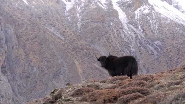 Ένα Γιακ Στέκεται Ένα Λόφο Ιμαλάια Όρη Στο Παρασκήνιο Στην — Αρχείο Βίντεο