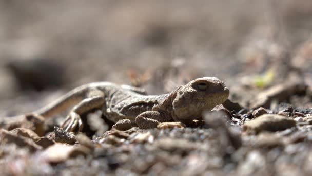 Small Brown Lizard Blending Rocks Sand High Altitude Desert Nepal — Stock Video