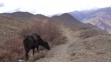 Nepal 'in Mustang bölgesinde yüksek rakımlı çöl arazisinin çalılıklarında otlayan bir inek..