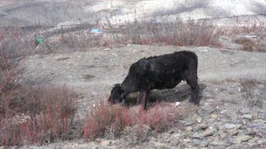 Nepal 'in Mustang bölgesinde yüksek rakımlı çöl arazisinin çalılıklarında otlayan bir inek..