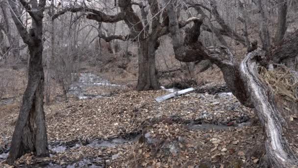 Malý Potok Protékající Zimě Mezi Pokroucenými Starými Stromy Když Padá — Stock video