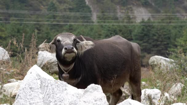 Ein Wasserbüffel Mit Einer Glocke Den Hals Steht Hinter Einem — Stockvideo