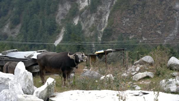 Δύο Νεροβούβαλοι Ένα Βραχώδη Βοσκότοπο Στα Ιμαλάια Όρη Του Νεπάλ — Αρχείο Βίντεο