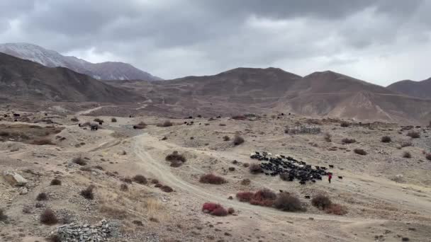 ネパールのヒマラヤ山脈の砂漠の荒地の不毛の丘の中腹に歩いてヤギや羊 — ストック動画