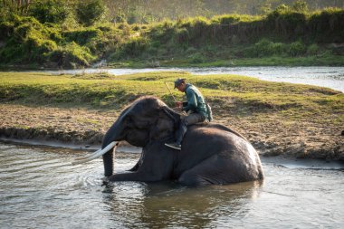 12 Aralık 2021 - Chitwan, Nepal: Nepal 'de Chitwan Ulusal Parkı' nda bir nehirde yıkanan bir fil üzerinde oturan bir adam.