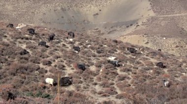 Nepal 'deki bir yamaçta keçiler otluyor..