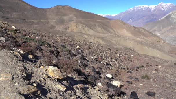 背景にヒマラヤ山脈と丘の側にヤギの放牧の群れ — ストック動画
