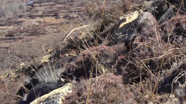 Chèvres Des Montagnes Paissant Sur Une Colline Népal — Video