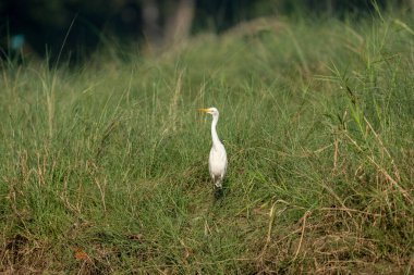 Nehir boyunca uzun otların arasında yürüyen bir balıkçıl..