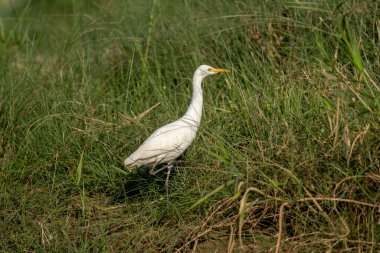 Nehir boyunca uzun otların arasında yürüyen bir balıkçıl..