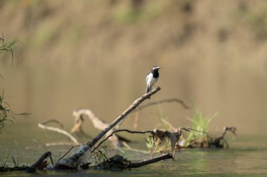 Çalgı kuyruğu Chitwan Ulusal Parkı 'ndaki bir nehrin üzerindeki bir dala tünemişti..