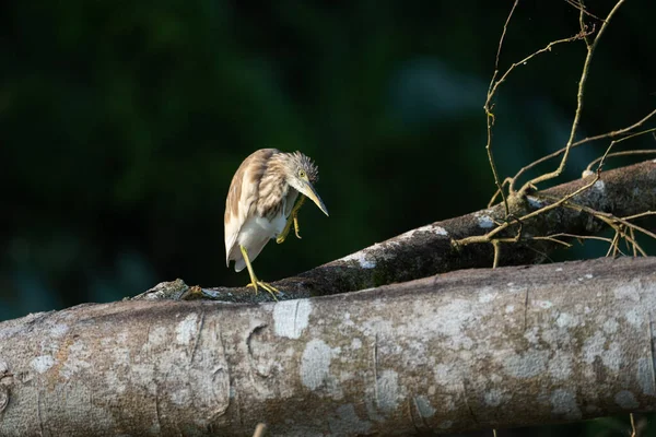 Indiansk Damm Heron Uppflugen Ett Fallen Träd Väntar Sin Morgonmåltid — Stockfoto