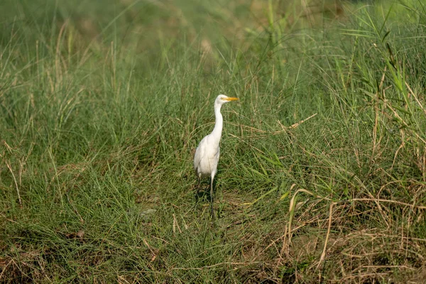 Een Berouwvol Wandelend Het Hoge Gras Langs Een Rivier — Stockfoto