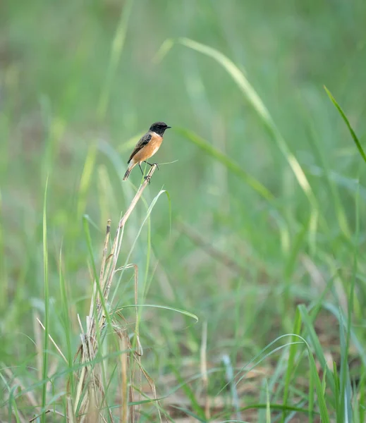 Stonechat Sitting Broken Reed Grasslands — 图库照片