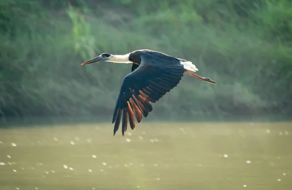 Woolly Necked Stork Flyr Elv Chitwan Nasjonalpark – stockfoto