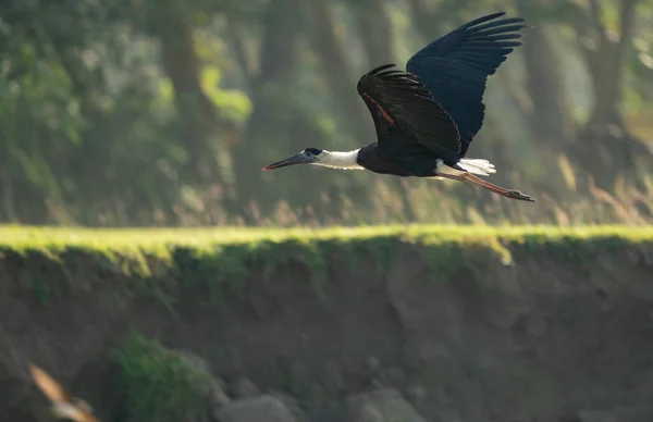 Uma Cegonha Pescoço Lanoso Voo Sobre Rio Parque Nacional Chitwan — Fotografia de Stock