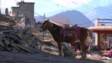 Nepal 'in Himalaya Dağları' ndaki bir direğe bağlı bir midilli..