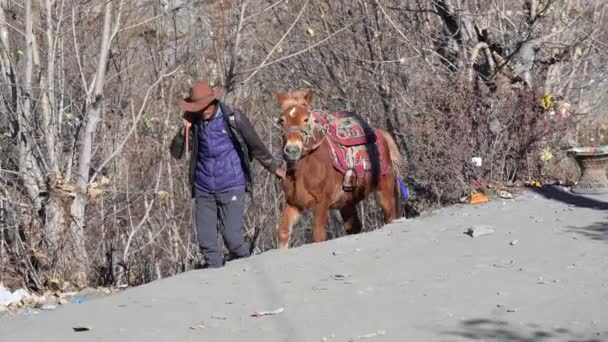 November 2021 Kagbeni Nepal Ein Tibetischer Mann Führt Ein Pony — Stockvideo