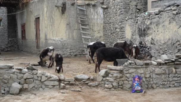 Some Small Cows Eating Feed Small Barnyard Himalayan Village Nepal — стоковое видео