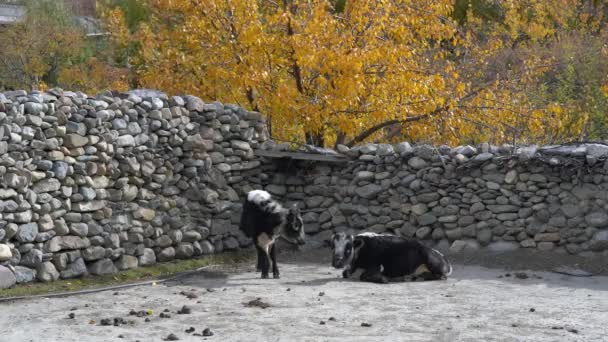 Sommige Koeien Liggen Een Vuilnisbelt Ontspannen Zon Van Een Kille — Stockvideo
