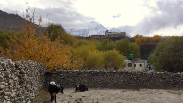 Some Cows Relaxing Dir Barnyard Warm Autumn Sun Himalayan Mountains — Stockvideo