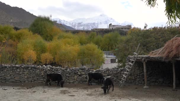Some Cows Relaxing Dirt Barnyard Warm Autumn Sun Himalayan Mountains — стоковое видео
