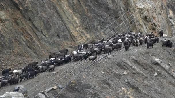 ネパール北部のマスタング地方の険しい岩肌の砂漠の丘の国で放牧のためにヤギの群れを取って羊飼い — ストック動画