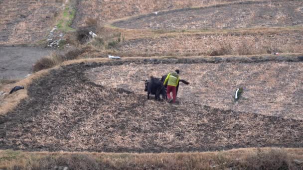 November 2021 Mustang Nepal Man Plowing Field Yoke Oxen Northern — стоковое видео
