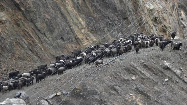 Shepherd Taking Herd Goats Out Grazing Rugged Rocky Desert Hill — стоковое видео