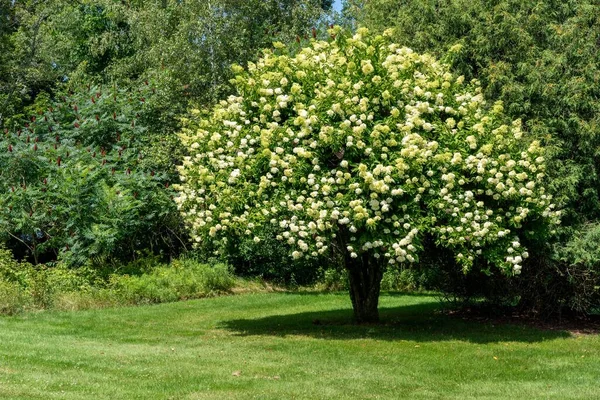 Een Bloeiende Boom Een Weelderig Groen Gazon — Stockfoto