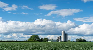 Yazın arka planda bir çiftlik olan yeşil bir mısır tarlası..