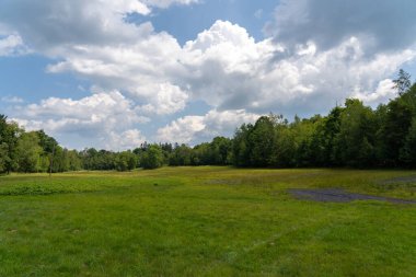 Yazın ortasında yeşil bir çayırın güzelliği.