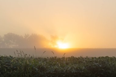 Güneşin doğuşu sisli bir çayırın üzerinde çiy taneleri parıldıyor ışıkta.