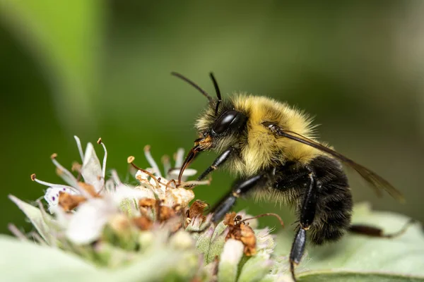 Eine Hummel Sitzt Auf Einer Blume Vor Grünem Hintergrund — Stockfoto